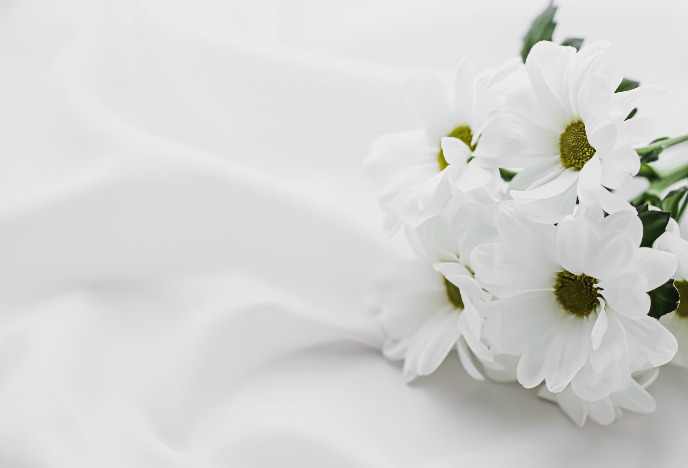 White Daisy Flowers on Silk Fabric as Bridal Flatlay Background, Wedding Invitation and Holiday Branding, Flat Lay Design